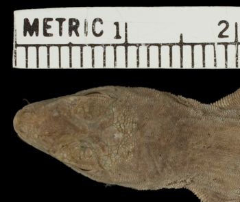 Media type: image; Herpetology R-81139
